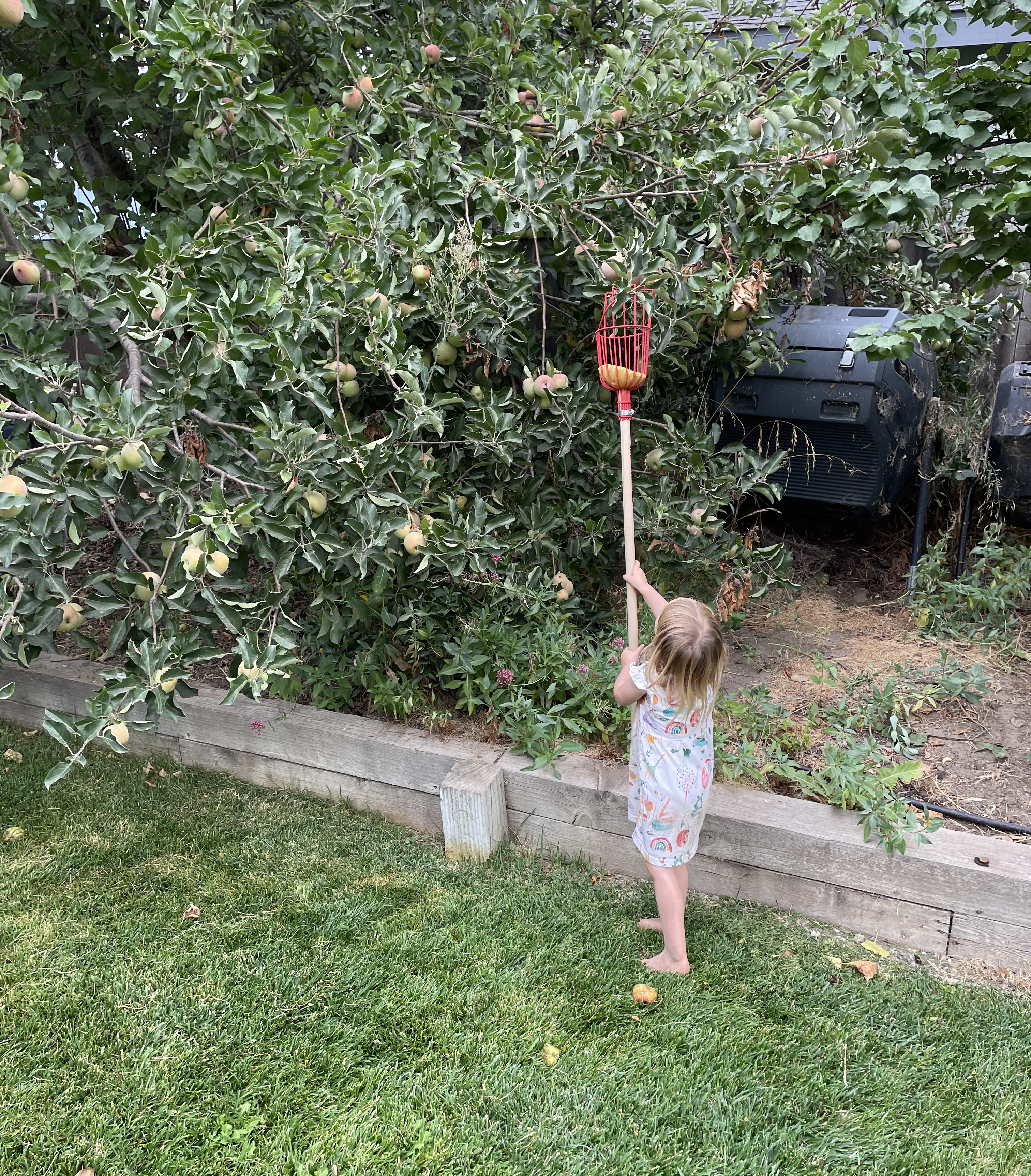 Getting help picking apples
